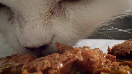 吃猫粮的小猫视频素材模板下载