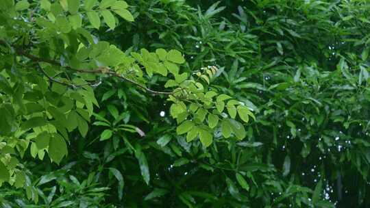 雨滴雨季植物