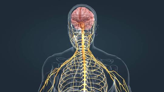 人体大脑小脑神经边缘系统医疗三维动画