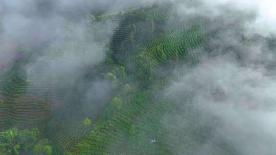 雨雾缭绕的茶山