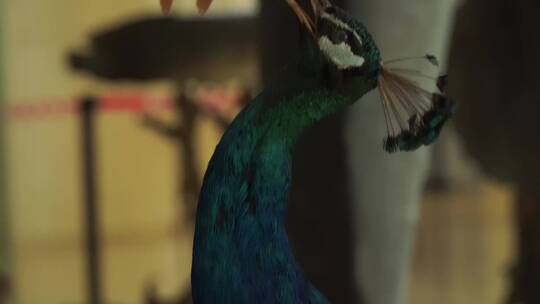 蓝孔雀绿孔雀标本模型