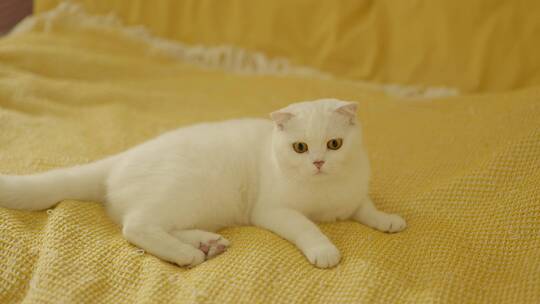 可爱的小白猫视频素材模板下载