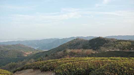 山顶高山茶树绿树植物风景空镜运镜