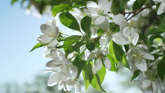 苹果，花，花，树