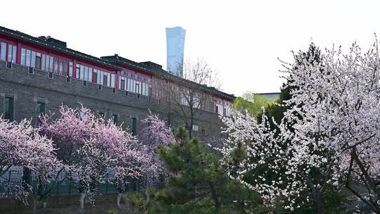 春天阳光下盛开的桃花与中国尊背景