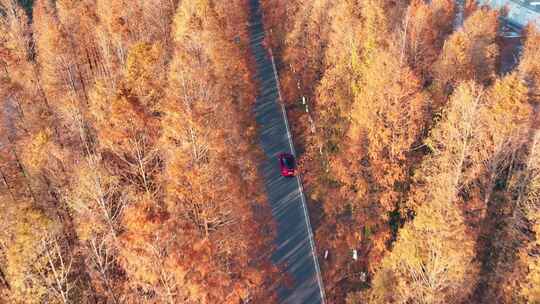 塘下公路 汽车行驶 水杉林