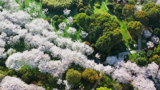 无锡金匮公园樱花航拍上升视角