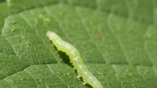 春天树叶上的毛毛虫蠕虫幼虫