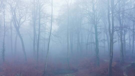薄雾笼罩着森林 