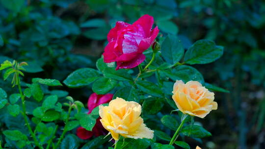 玫瑰花 月季花 鲜花 露水 春暖花开 情人节