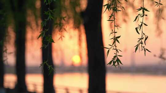 春天垂柳枝条发芽夕阳公园背景