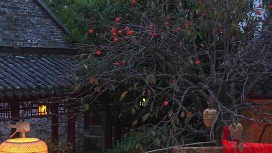 中式庭院 柿子树 夜景 灯笼 节日