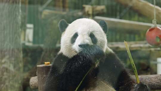 国宝大熊猫吃竹子特写视频