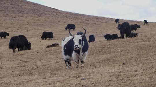 牦牛牦牛群吃草