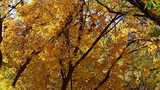 秋日金黄树叶自然景观高清在线视频素材下载