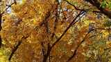 秋日金黄树叶自然景观高清在线视频素材下载