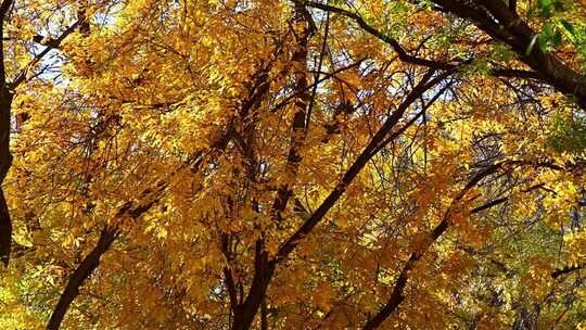 秋日金黄树叶自然景观