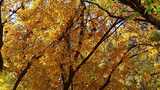 秋日金黄树叶自然景观高清在线视频素材下载