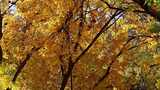 秋日金黄树叶自然景观高清在线视频素材下载