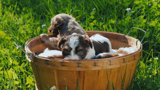 一群小狗趴在草地上的木桶里