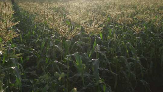 玉米地种植业粮食