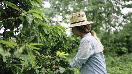 年轻的金发女子在生态咖啡种植园采摘咖啡豆