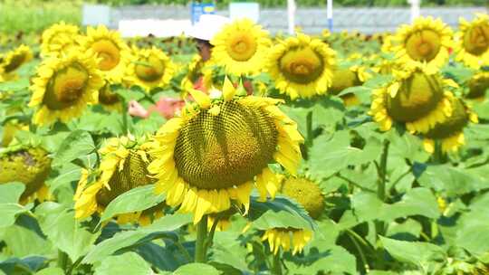 向日葵 葵花 花田