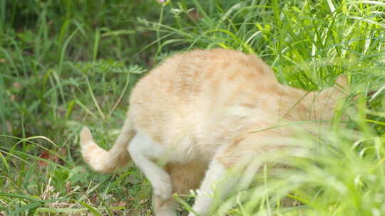 春天公园里可爱的猫咪流浪猫视频素材模板下载