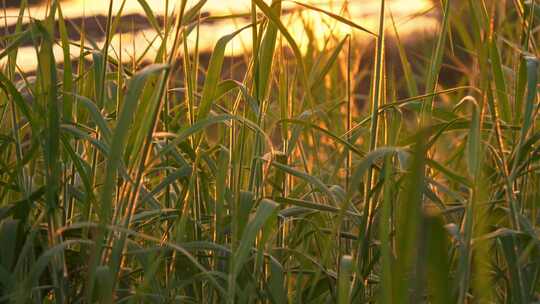 夕阳下的茂盛草地近景特写