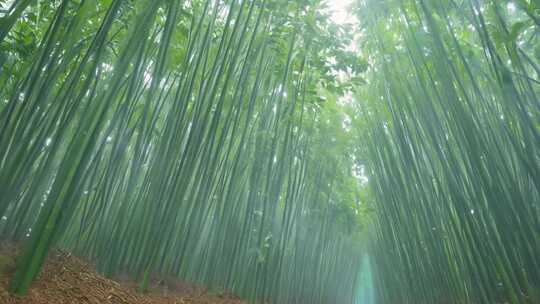 雨后竹林 空气清新 微风轻抚宁静