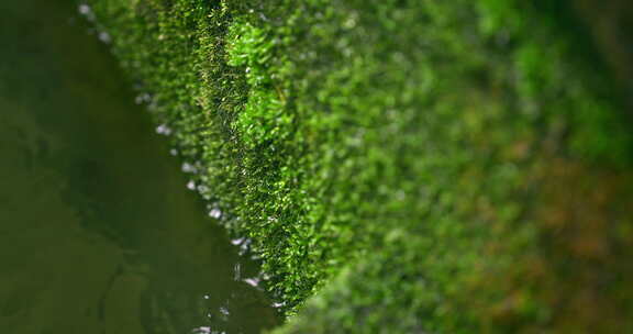 大自然 春天 水滴 山泉 苔藓