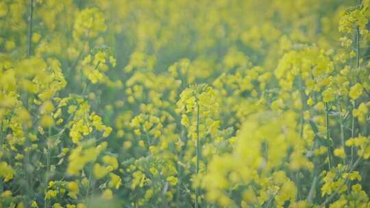 油菜花唯美意境春暖花开