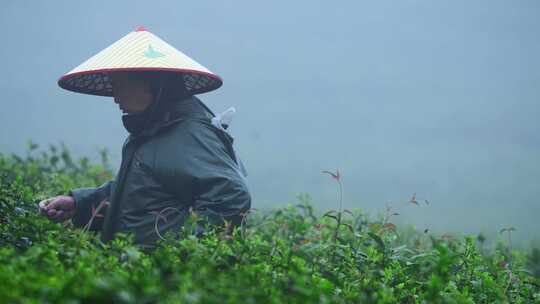 茶农采茶春茶白茶绿茶茶叶毛尖手工茶采茶