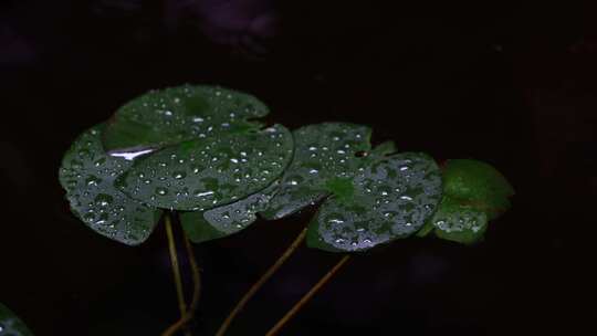 水上漂浮的浮萍