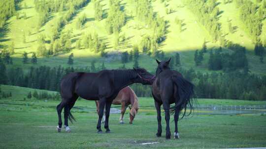森林里的马草原上的马吃草野外的马吃草野马