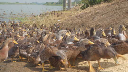 一大群散养土鸭子饭点吃稻谷