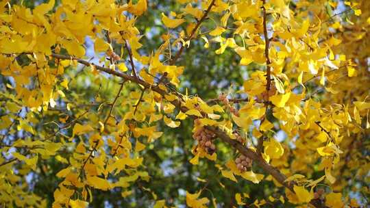 秋天金黄银杏叶和银杏果实金秋美景意境氛围