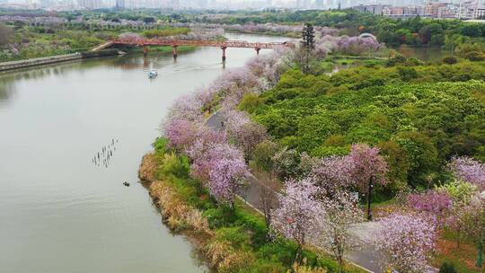 广州海珠湿地紫荆花视频素材模板下载