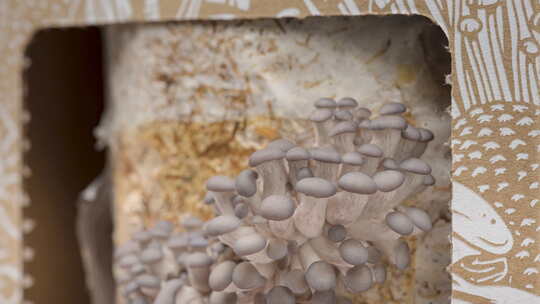 牡蛎菇生长的时间推移视频素材模板下载