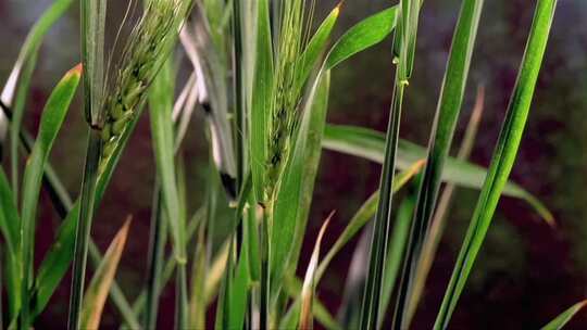 农业 农田 稻田 水稻 小麦 丰收