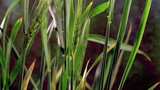 农业 农田 稻田 水稻 小麦 丰收高清在线视频素材下载