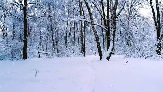 冬季森林里厚厚白雪