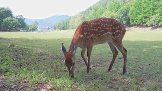 黑龙江伊春飞鹤金山鹿苑梅花鹿