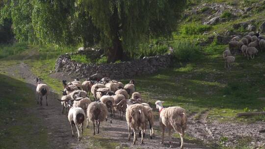新疆西藏云南宁夏青海羊群牧场农场