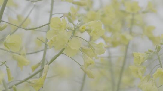 雨天油菜花 江南油菜花 油菜花 微距镜头