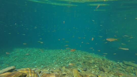 水下拍摄溪流石斑鱼