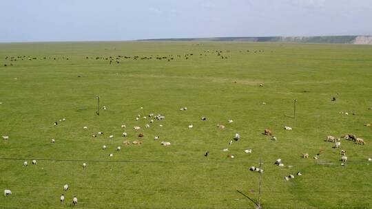 新疆巴音布鲁克草原上的牛羊视频素材模板下载