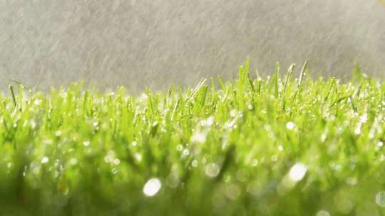 下雨天的绿草