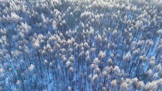 鸟瞰林海雪原雪林