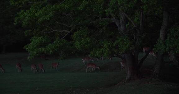 日本奈良公园夜晚的小鹿